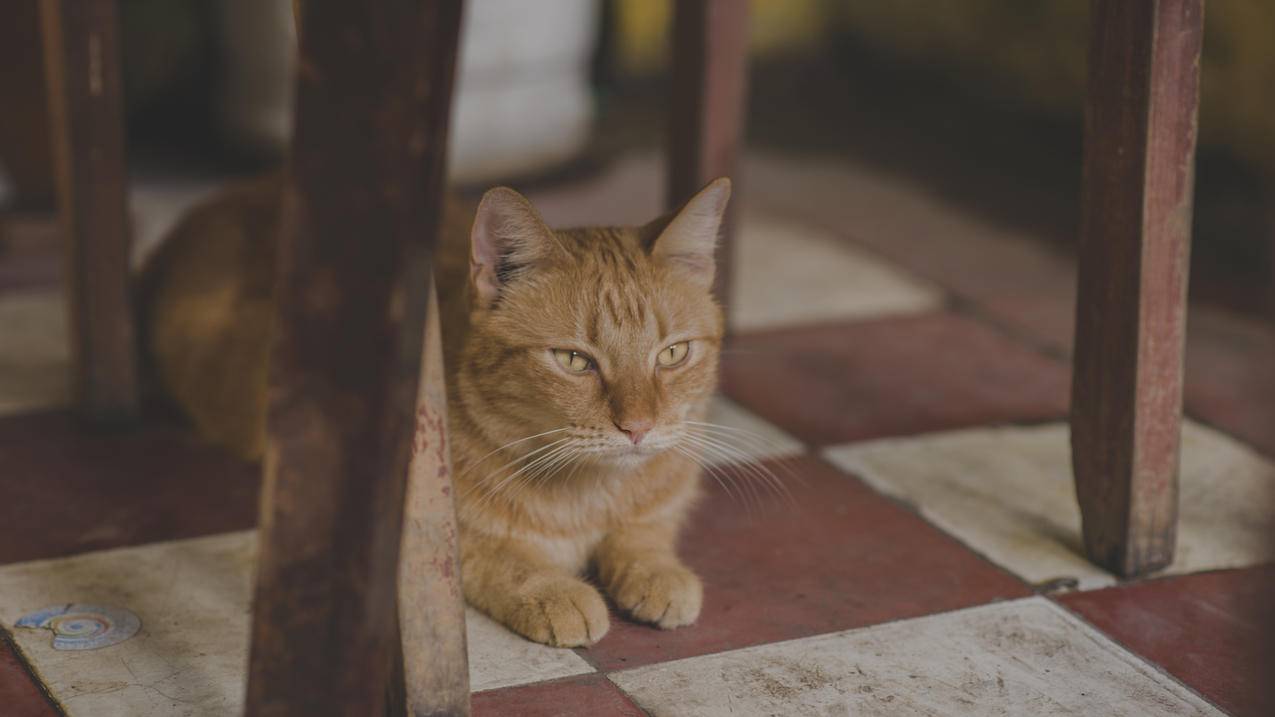 橙色斑猫在椅子下的图片