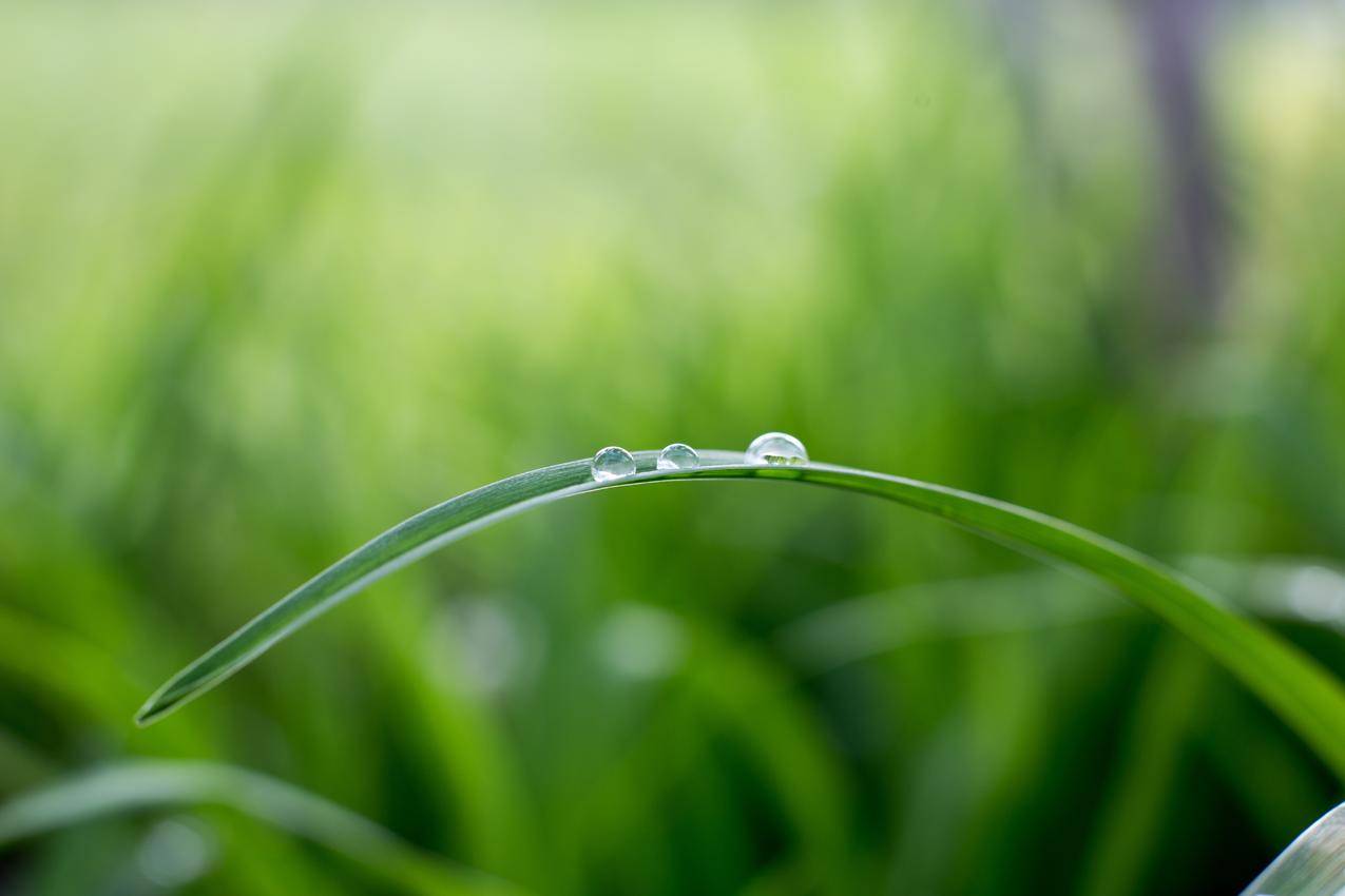 绿色植物,水滴,水珠,5K护眼壁纸