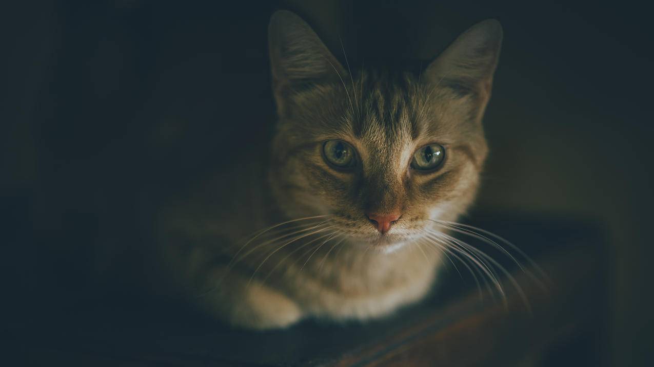 斑猫的浅对焦摄影