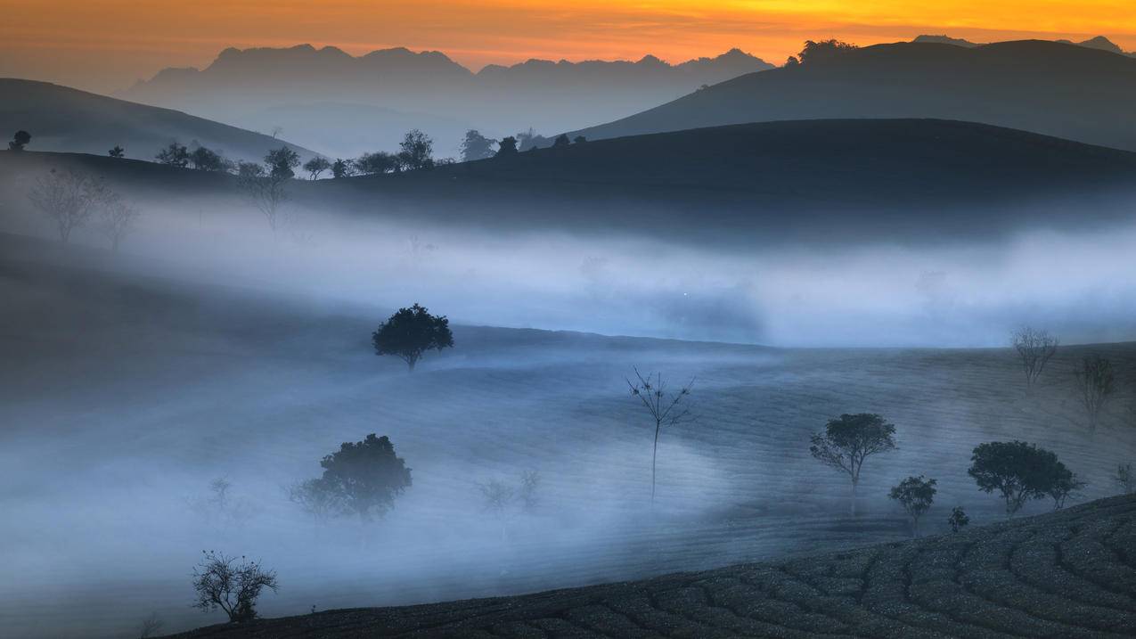 茶园,早晨,雾,5k风景高清壁纸