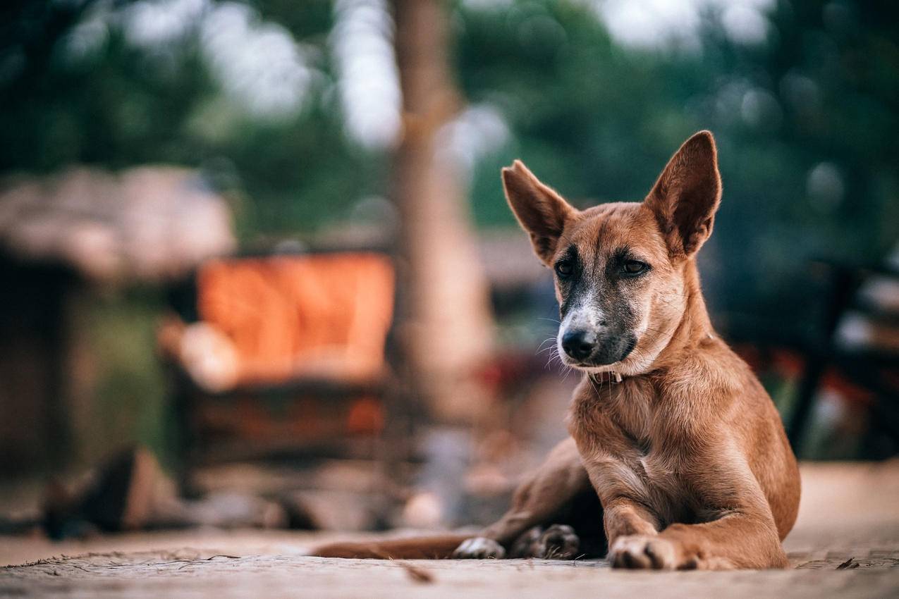 白天趴在地上的谭犬选择性聚焦摄影