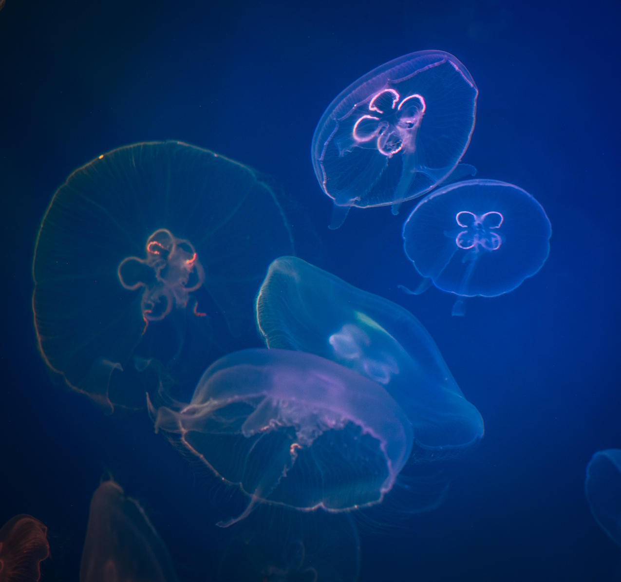 五Box,Jellyfishes