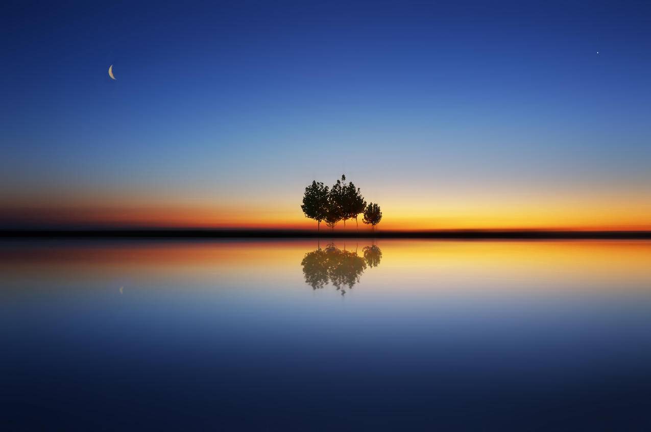 水中树,风景,4k高清壁纸