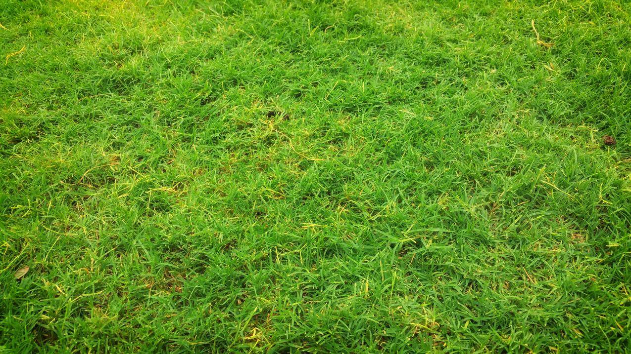 青草