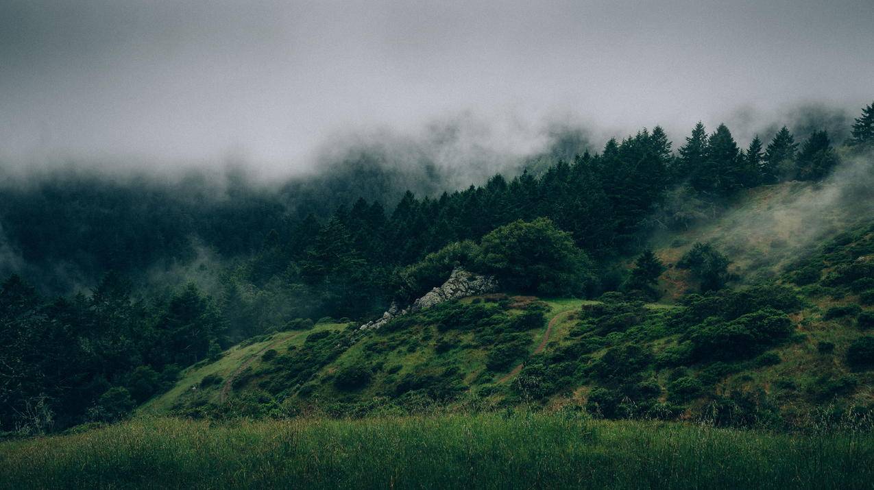 山,树,绿色,6k壁纸