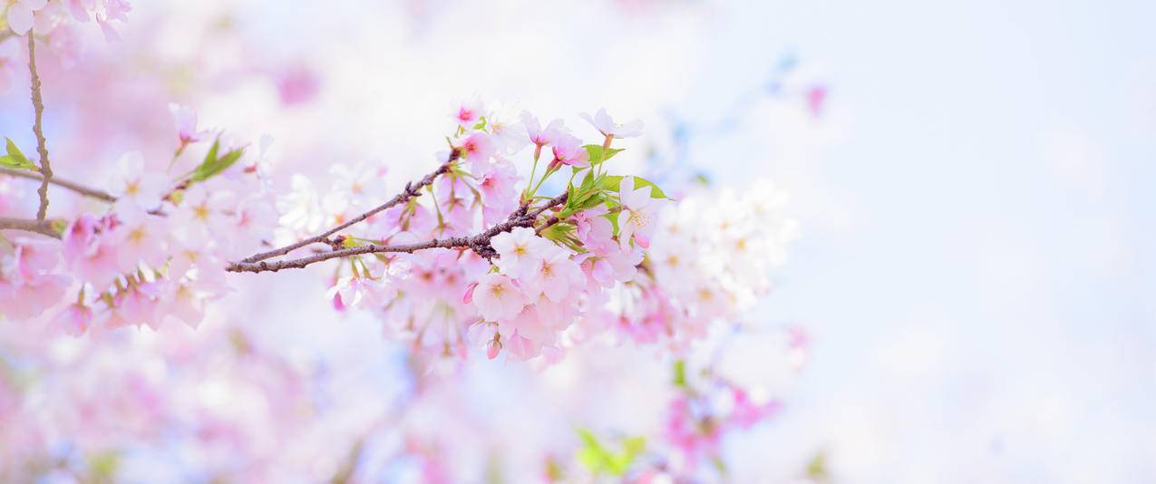 樱花,摄影吴秋煌,带鱼屏壁纸3440x1440