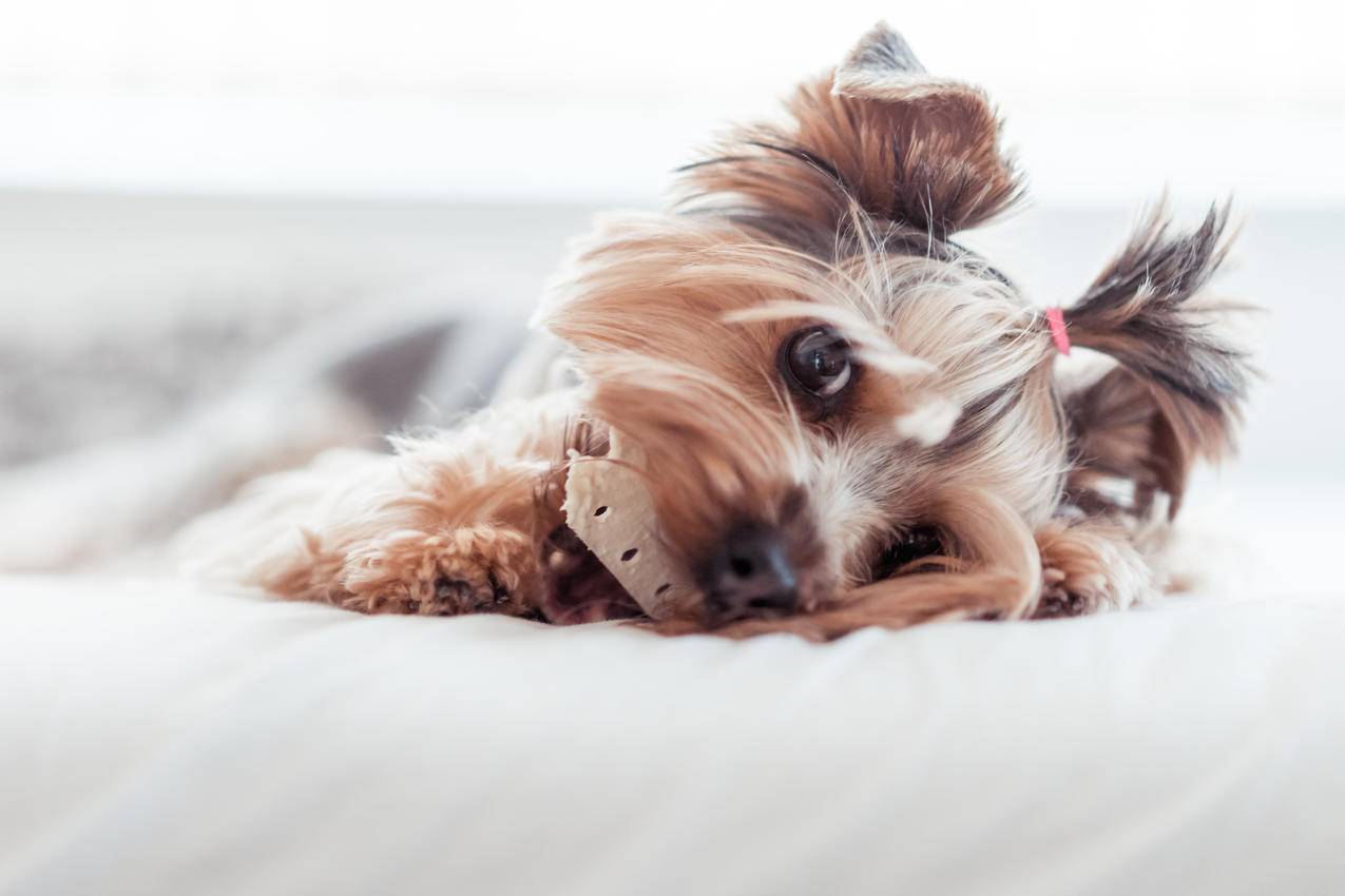 约克郡小猎犬,床,发型,5K壁纸