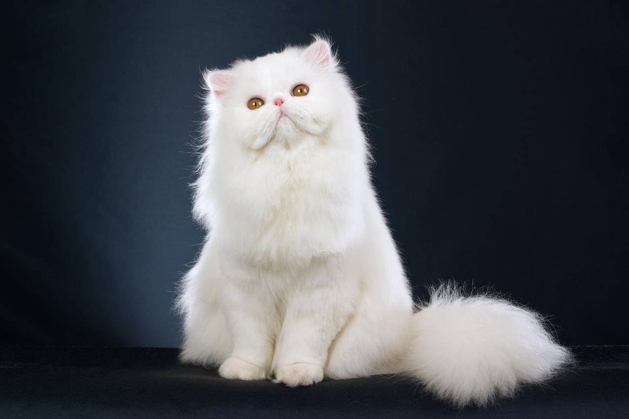 漂亮,白色波斯猫4K壁纸