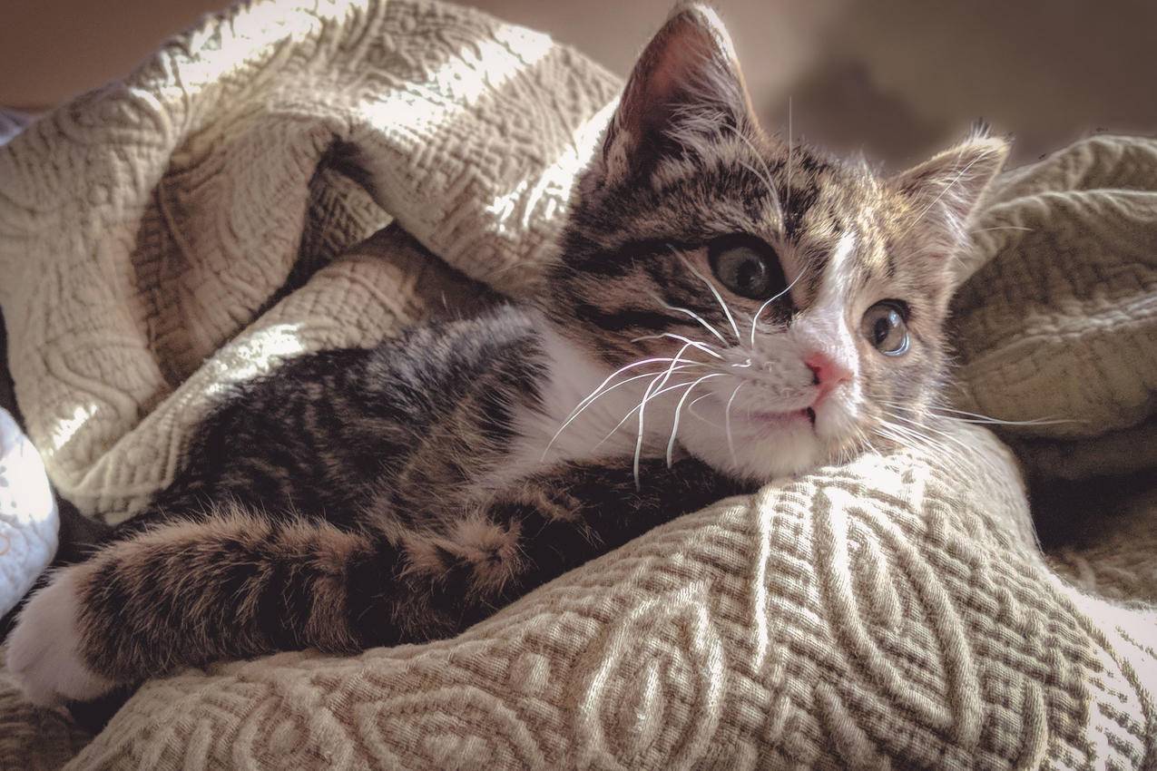 躺在灰色床单上的Brown,Tabby,Cat