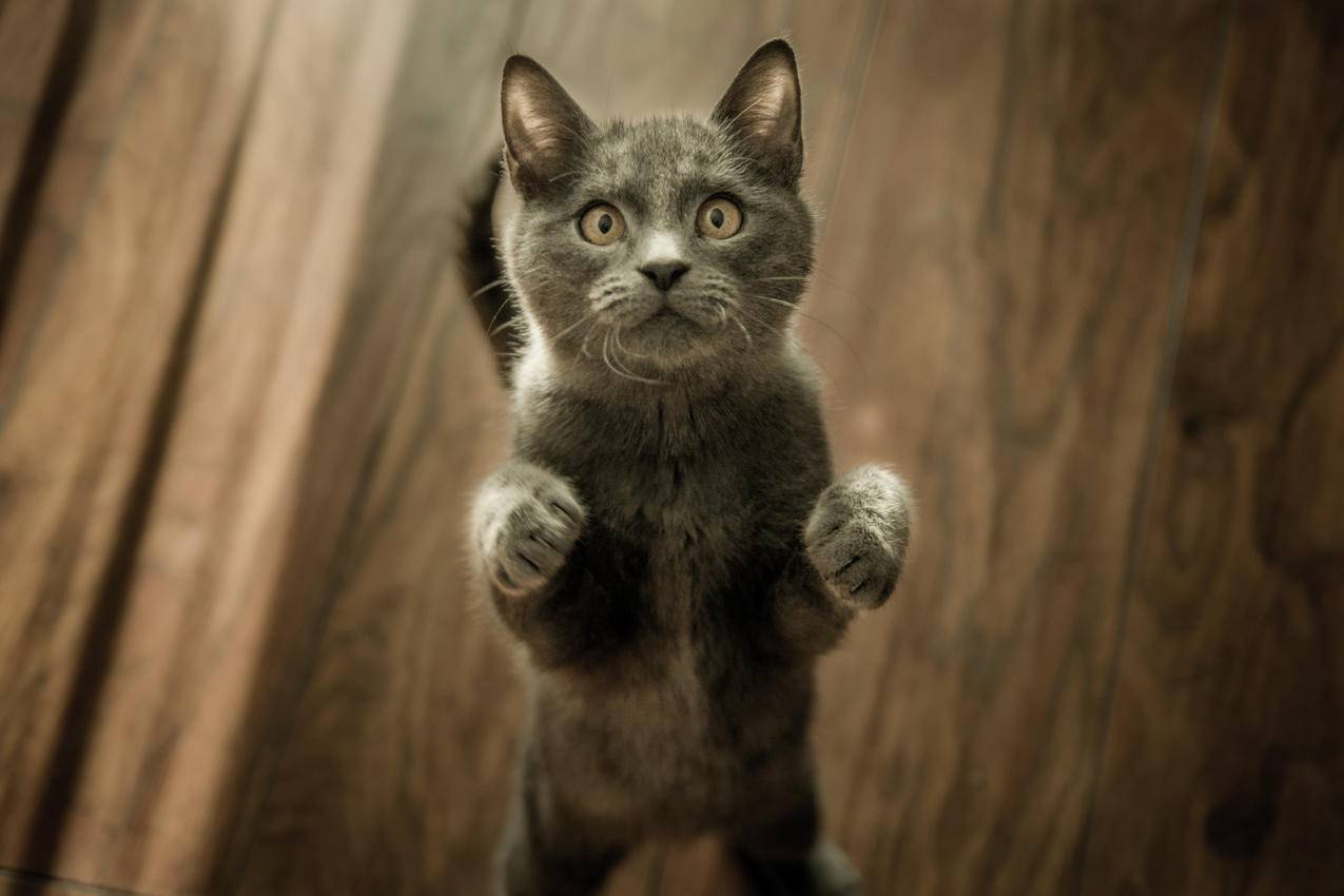 地板上的灰色小猫