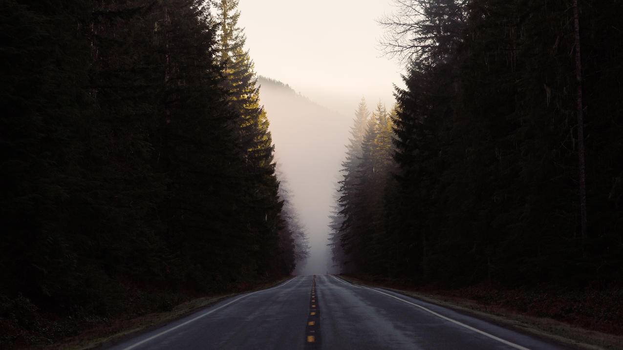 道路,森林,自然风景4K壁纸