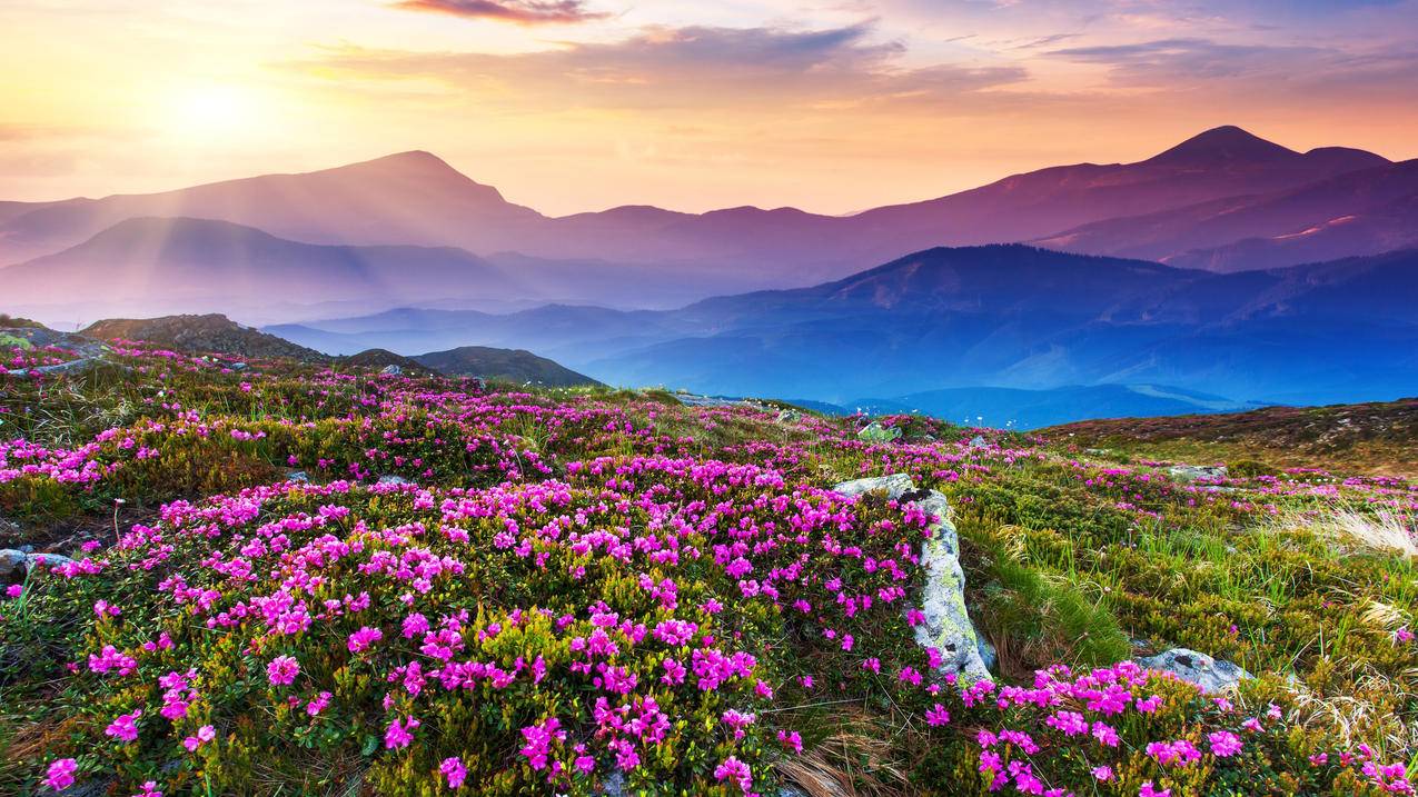 阳光,自然,花场,花圃,天空,自然美景4K壁纸