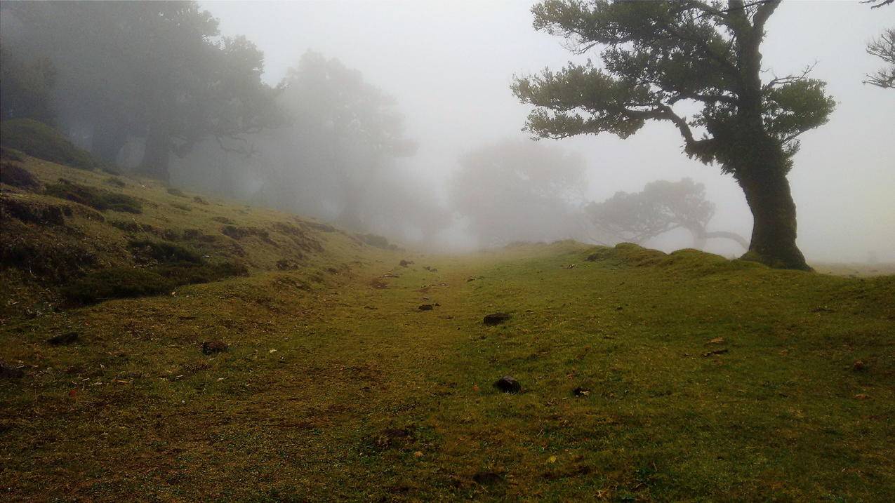 草地,树,绿色,高清壁纸