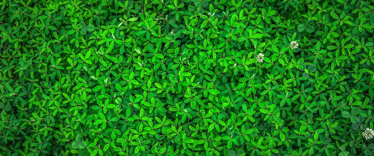 绿叶植物护眼3440x1440壁纸