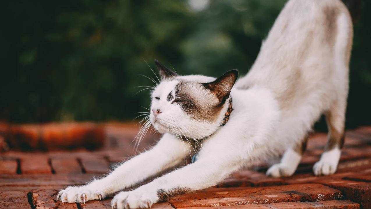 猫,伸懒腰,4K动物壁纸