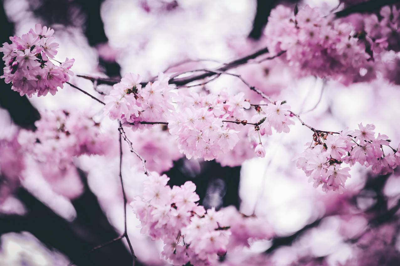 粉红瓣花