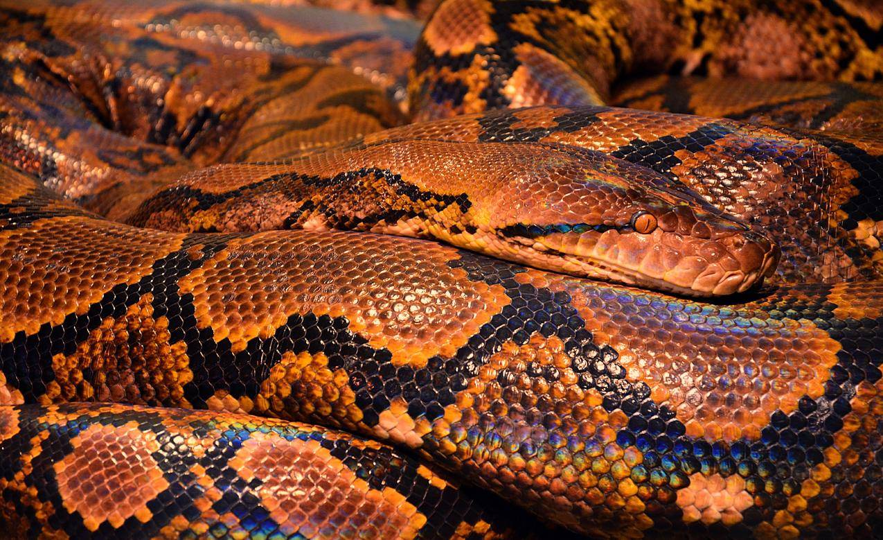 布朗和Black,Snake