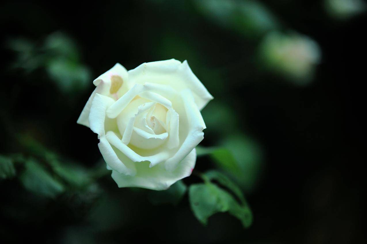白玫瑰花4K壁纸
