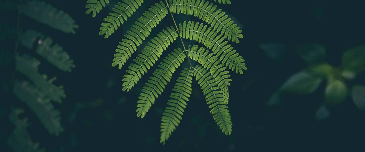 植物3440x1440壁纸
