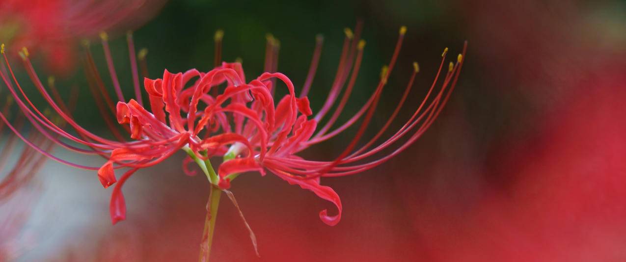 彼岸花3440x1440高清壁纸