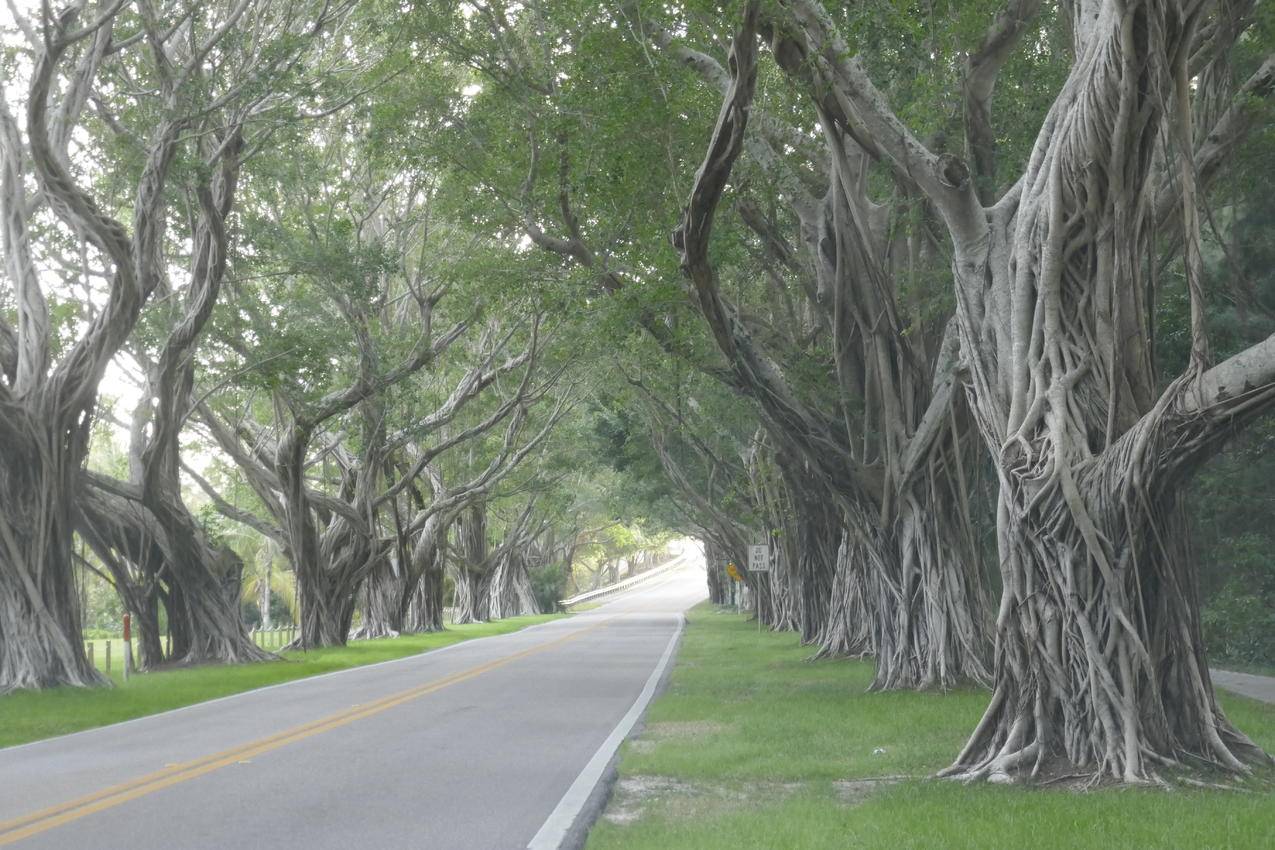 树下混凝土路