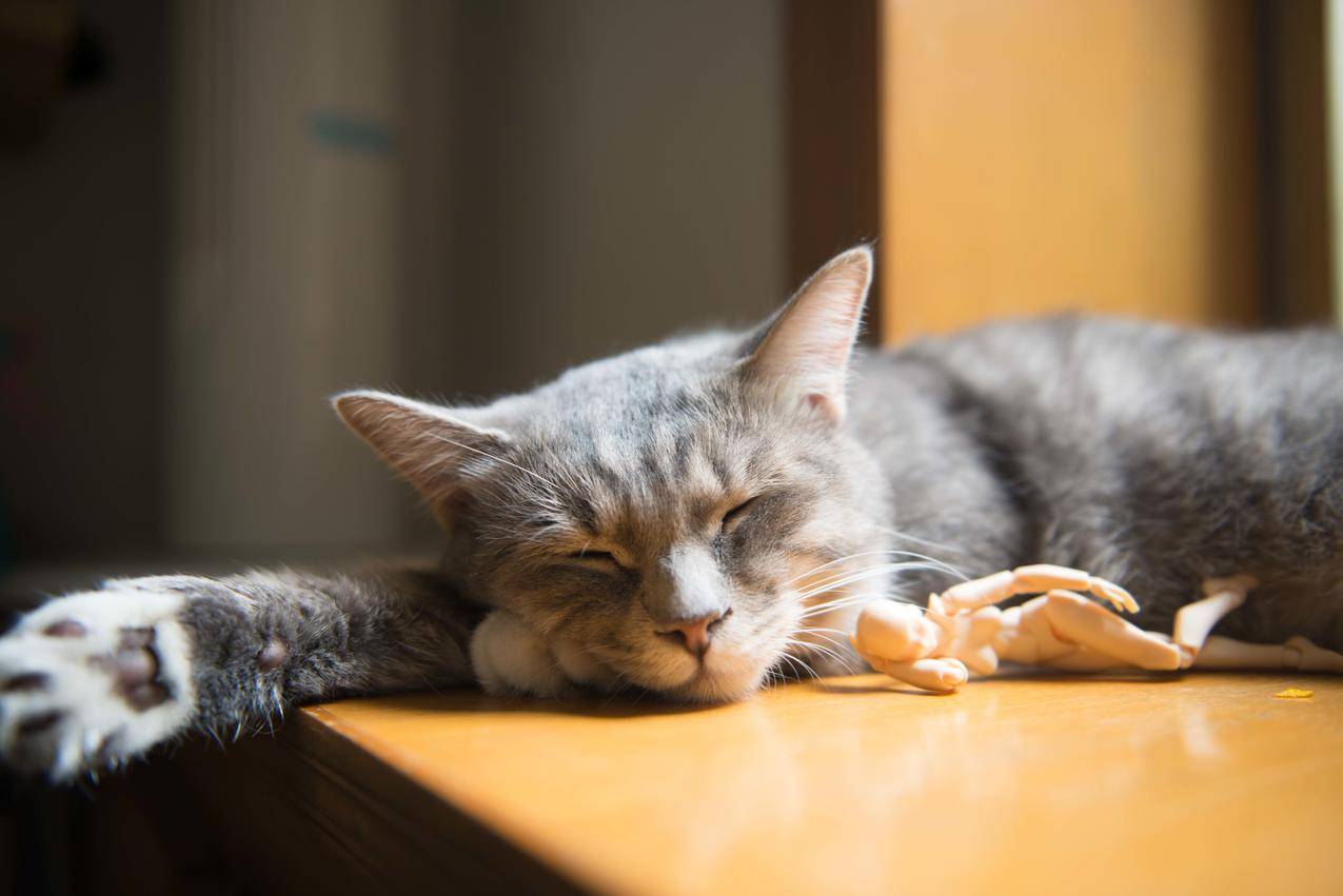 棕色木桌桌面上的灰白色短涂鸦猫