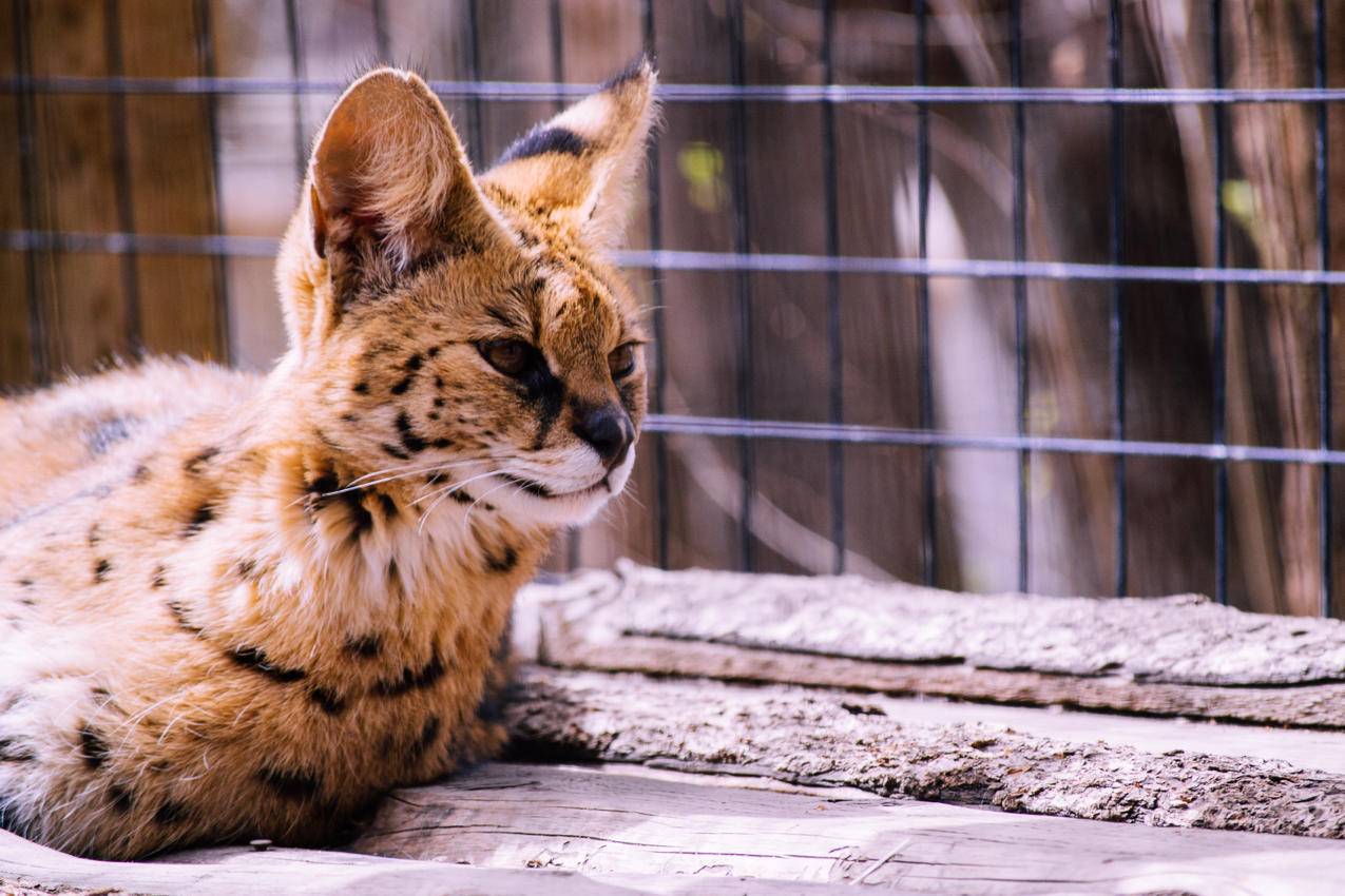 孟加拉豹猫