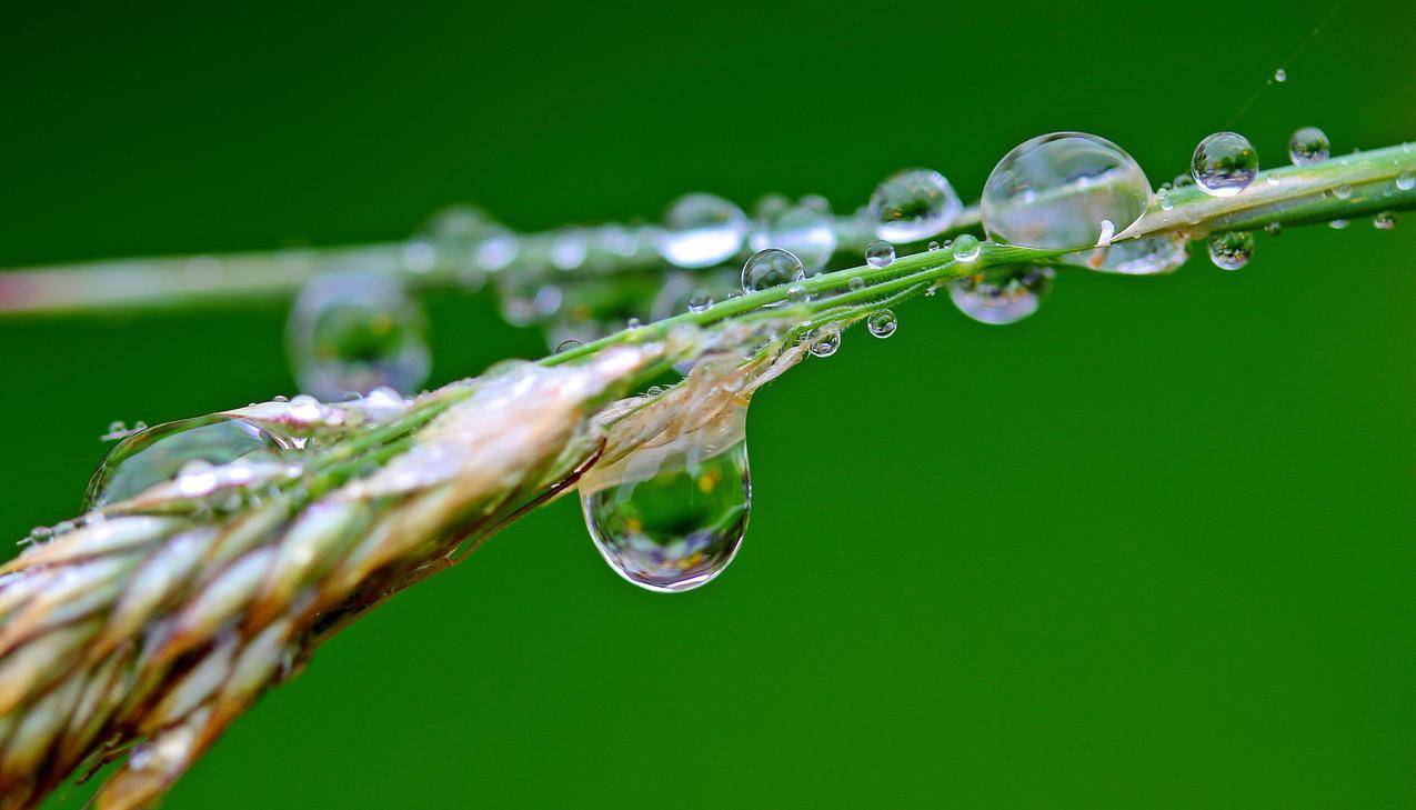 雨滴,雨水,植物,草,4K壁纸