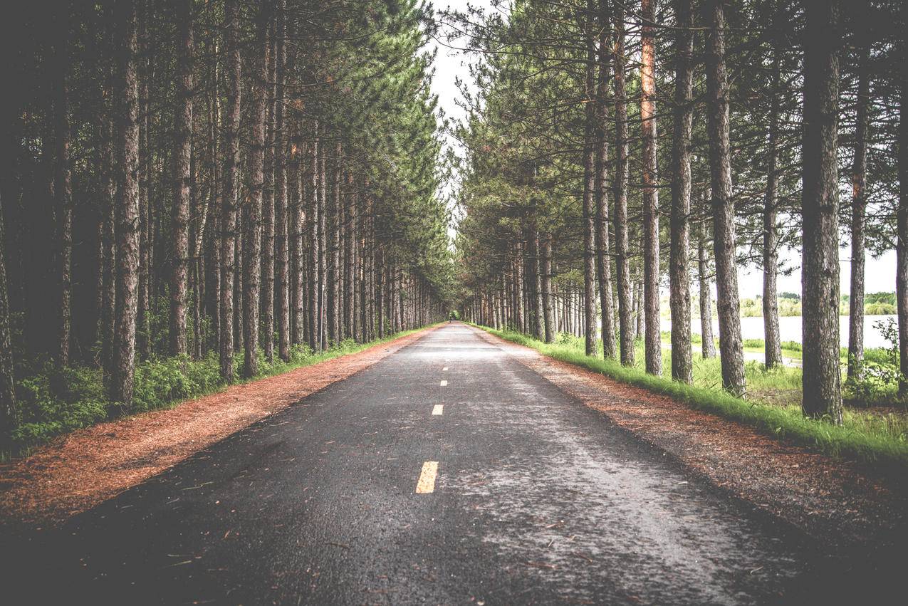 道路,平坦,垂直的树木,超清壁纸