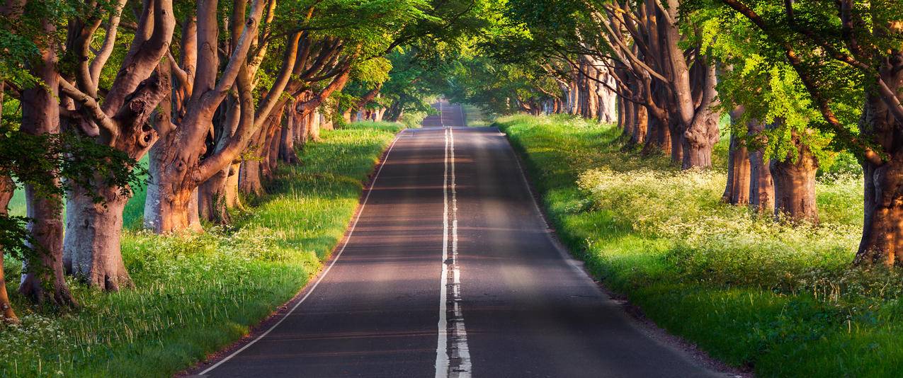 3440x1440布兰德福德路,绿色森林道路风景超清壁纸