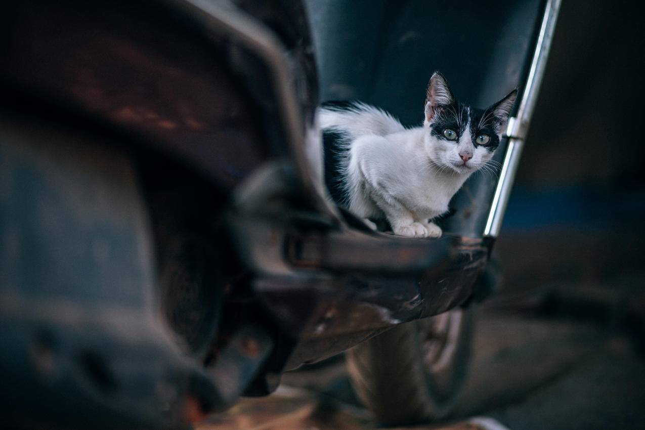 双色猫在摩托车上的选择性摄影