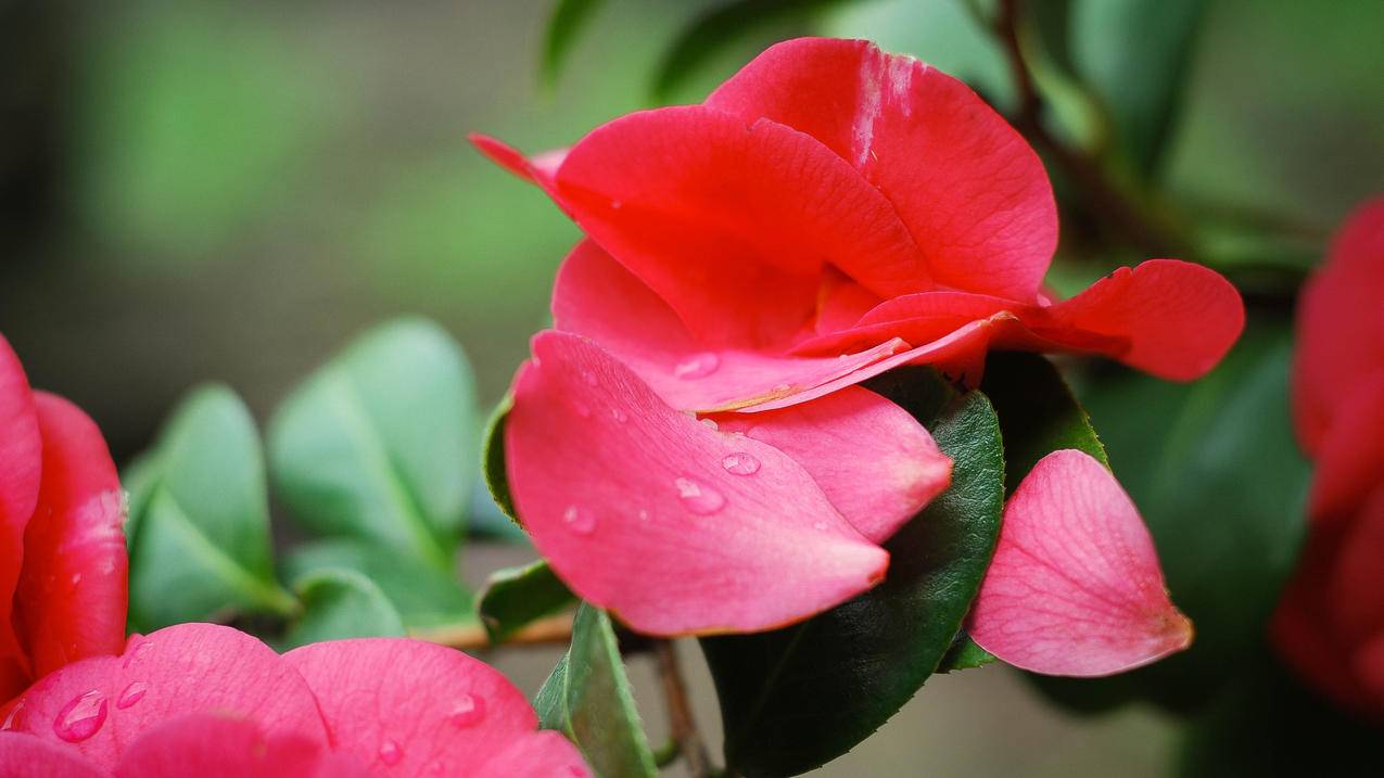 绿色植物,红色花瓣,4K壁纸