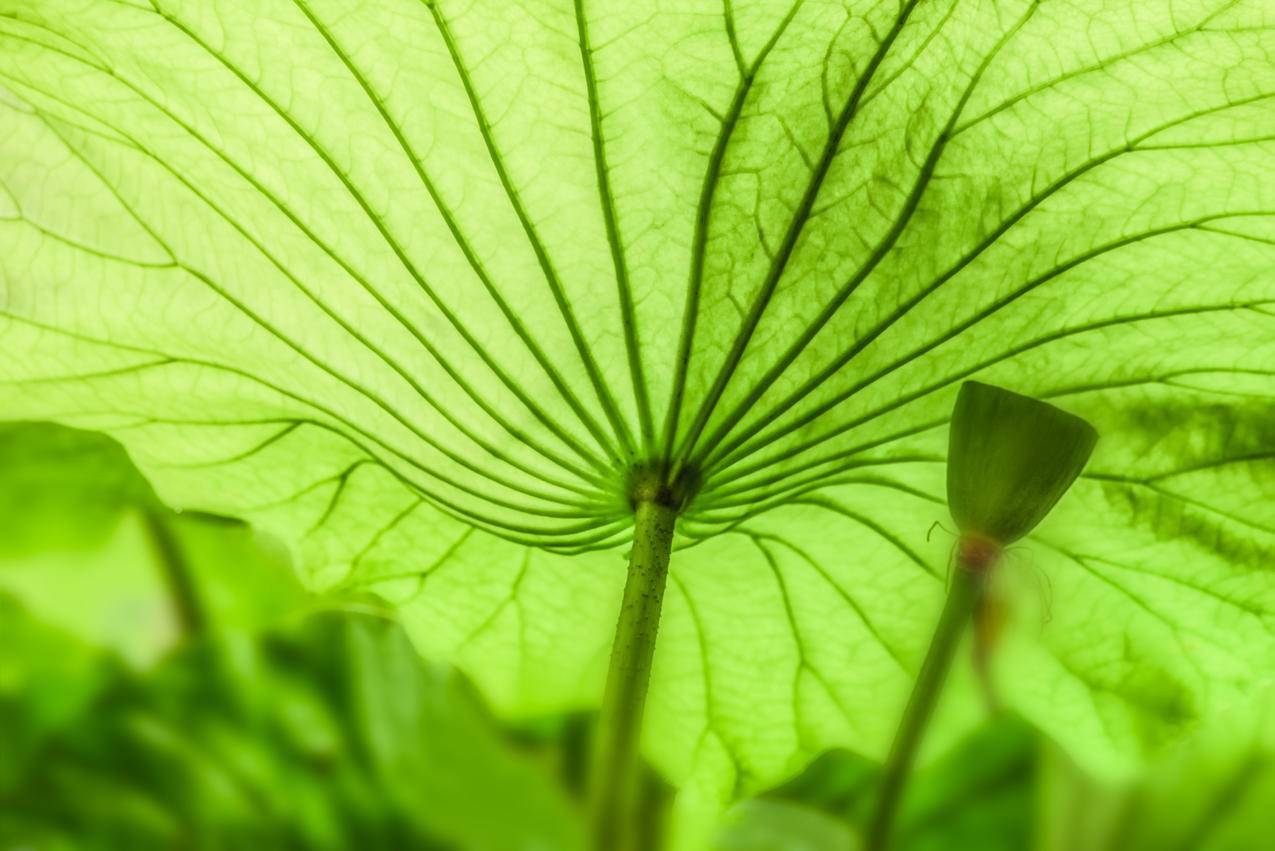 绿色荷叶4K护眼壁纸
