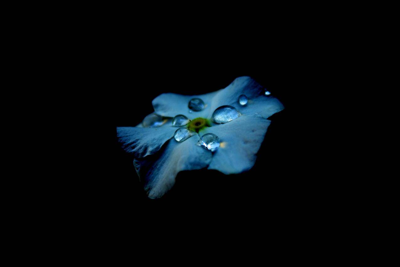 蓝色花瓣,水滴,露珠,黑色背景,4K壁纸