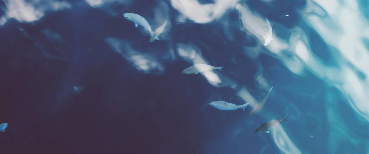 海洋鱼唯美艺术设计3440x1440壁纸