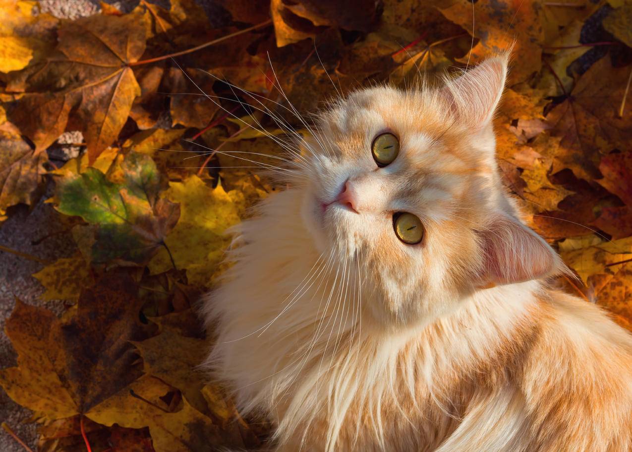 秋天,生姜猫,4K萌动物壁纸