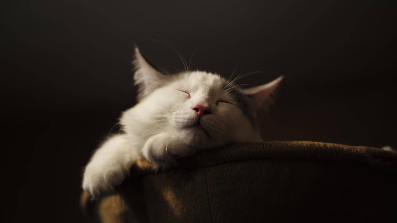 休息,睡眠,猫4K壁纸