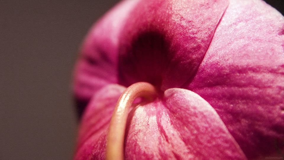 01177_christinesorchid_1920x1080.jpg